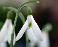 Galanthus Limetree