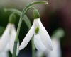 Galanthus Limetree