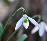 Big white flowers on this Galanthus