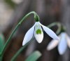 Galanthus Long Drop