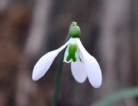 Nice big white flowered Galanthus