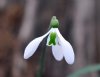 Galanthus Lord Lieu...