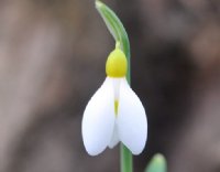 Nice big white flowers