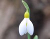 Show product details for Galanthus Madeleine