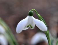 A good long established hybrid Galanthus