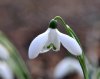 Galanthus Maidwell