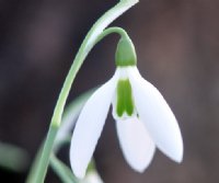 Nice big white flowered form