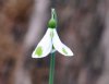 Galanthus Megan