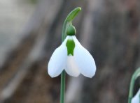 Nice big rounded petals on this Galanthus Snowdrop