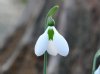 Show product details for Galanthus Melanie Broughton