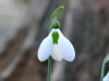 Galanthus Melanie B...