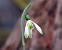 Galanthus Modern Art