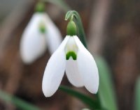 Nice big white flowers