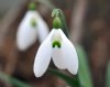 Galanthus Moortown