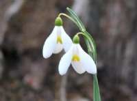 Orange yellow central mark on this very choice Galanthus