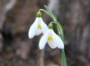Show product details for Galanthus Mother Goose