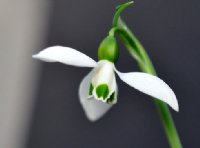 Good green central marking on this large flowered Galanthus