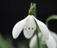 Galanthus Mrs Thompson