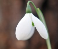 Big broad white petalled form of Galanthus