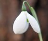 Show product details for Galanthus Natalie Garton