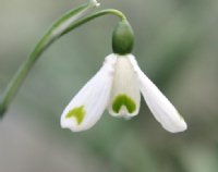 Galanthus Trym Baby