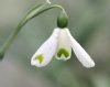 Show product details for Galanthus Trym Baby