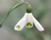 Galanthus Trym Baby