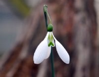 Galanthus Peardrop