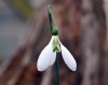 Galanthus Peardrop