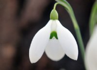 Galanthus PHD 33643