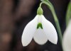 Show product details for Galanthus PHD 33643