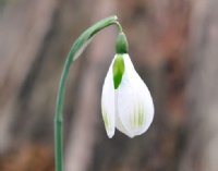 Galanthus Amy Doncaster