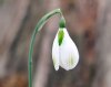 Show product details for Galanthus Amy Doncaster