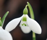 Big broad white petalled Galanthus