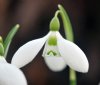 Galanthus Celadon