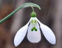 Galanthus Enid Bromley