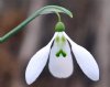 Show product details for Galanthus Enid Bromley