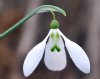 Galanthus Enid Bromley