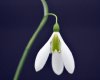 Galanthus The Pearl