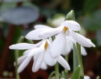 Galanthus poculiformis Group