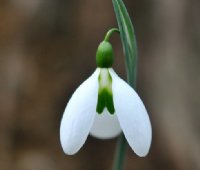 Big rounded petals on this Galanthus Snowdrop