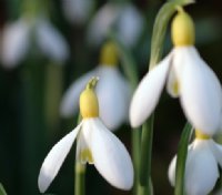 Nice big white flowers with yellow ovaries