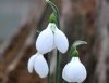 Show product details for Galanthus Priscilla Bacon