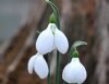 Galanthus Priscilla...