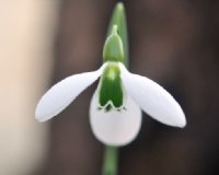 Sometimes four petals on this Galanthus