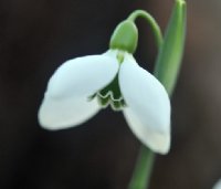 Sometimes four petals on this Galanthus