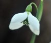 Galanthus Quatrefoil