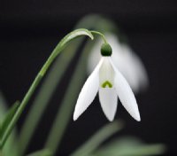 Nice big white flowers