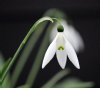 Show product details for Galanthus Reverend Hailstone