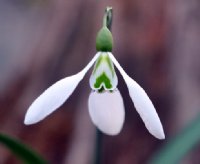 Galanthus Ruth McClaren